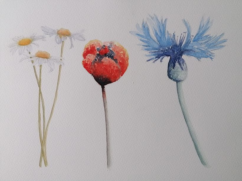 My project for course: Illustrating the Natural World with Watercolor and Charcoal 3