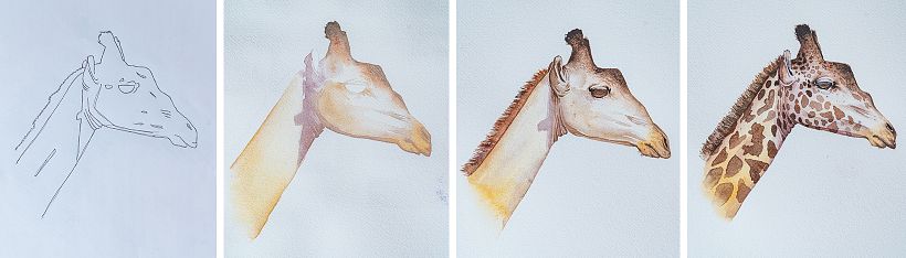 Discovering the Art of Watercolor with Ella Sienna: Painting Realistic Wildlife 5