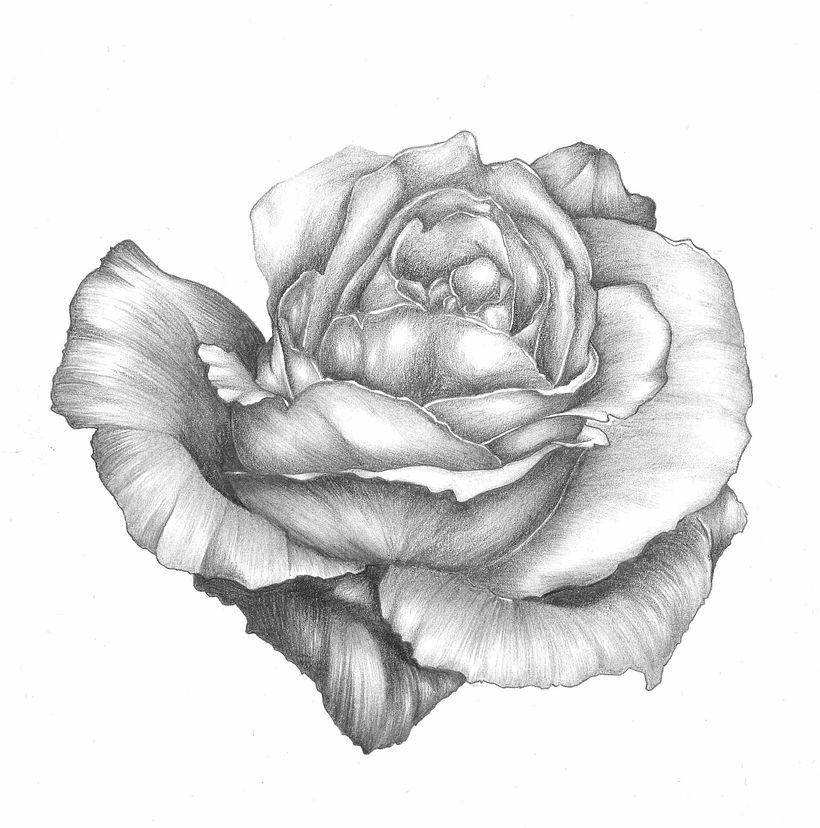 Pencil Drawings 8