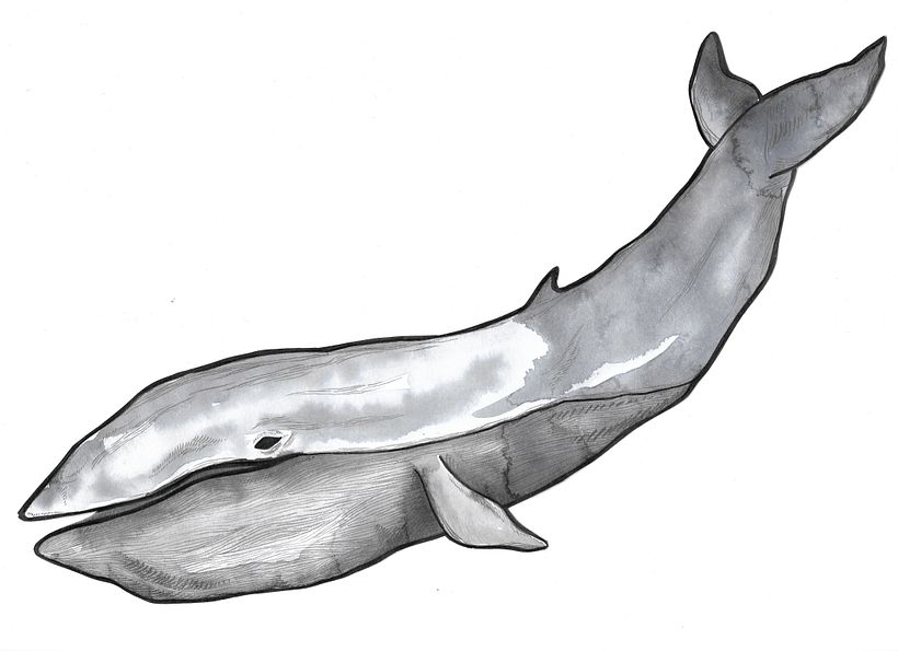 Pencil Drawings 7