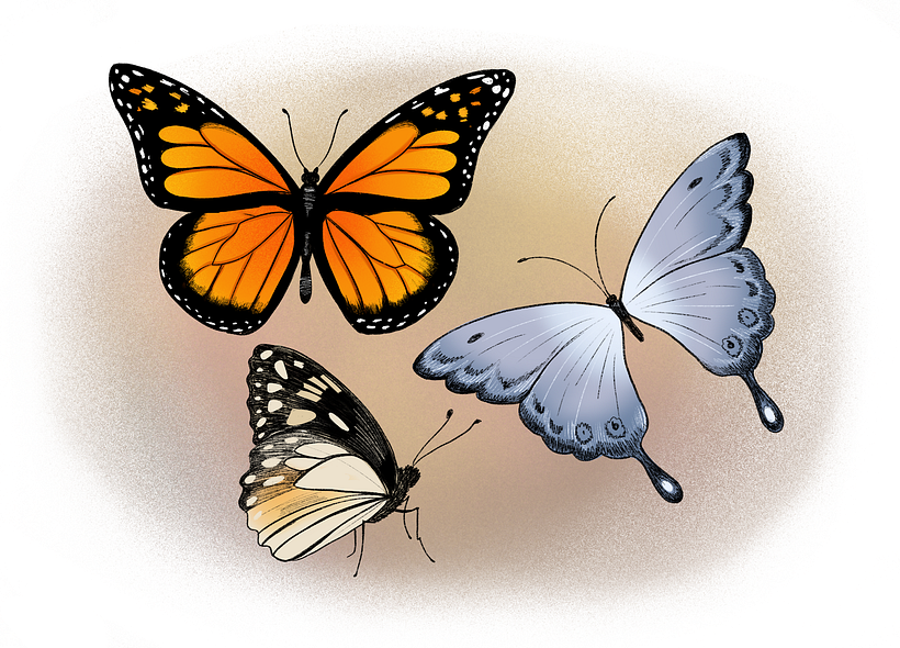 Free Download: How to Draw Butterflies Tutorial 1