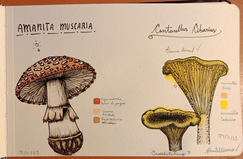 Diario botánico - Ilustración tradicional