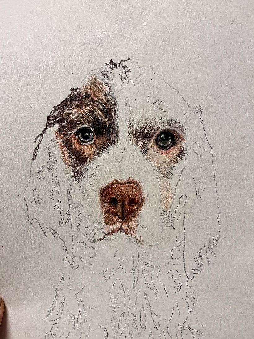 Mi proyecto del curso: Retratos de Mascotas en Lápices de Colores 8