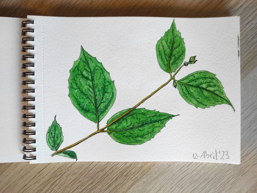 Mi proyecto del curso: Cuaderno botánico en acuarela 2