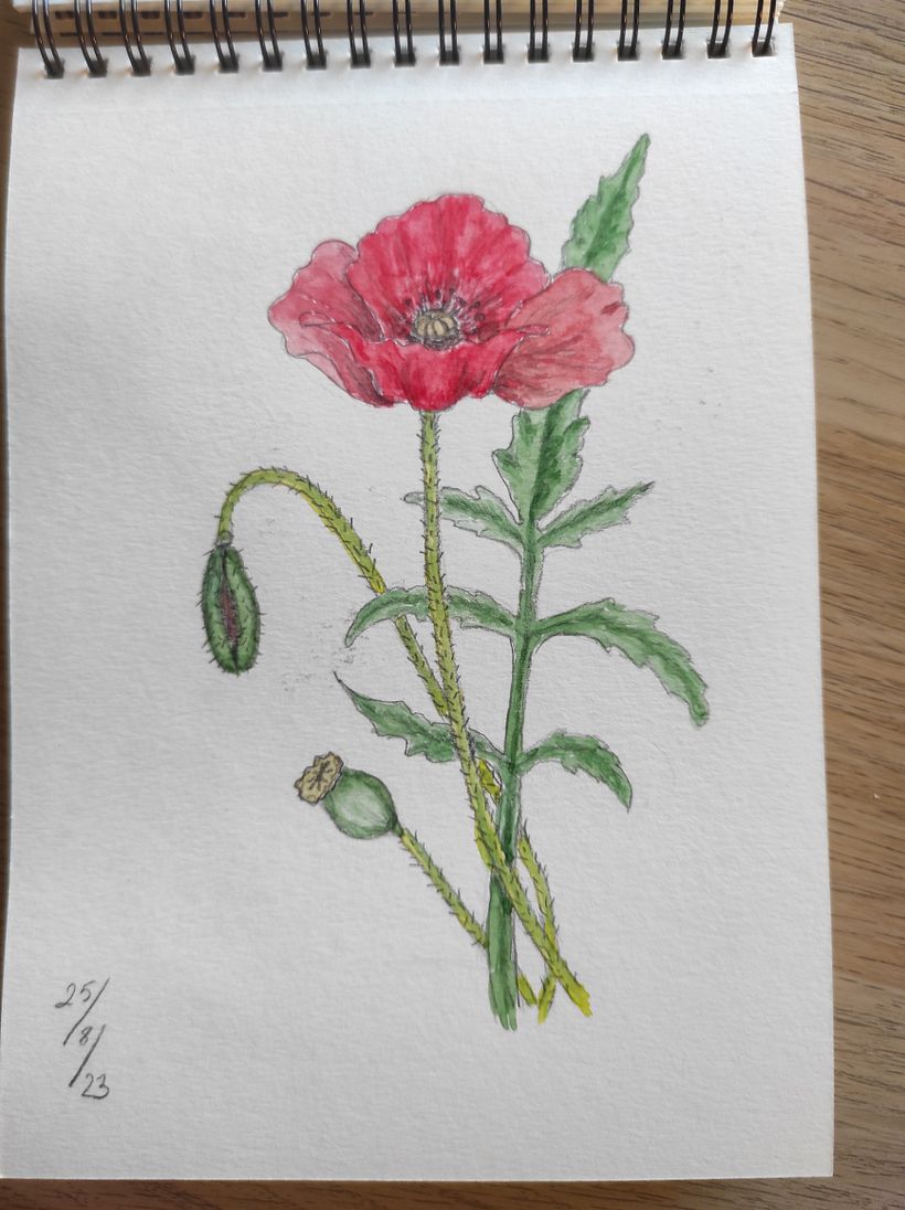 Mi proyecto del curso: Cuaderno botánico en acuarela 6