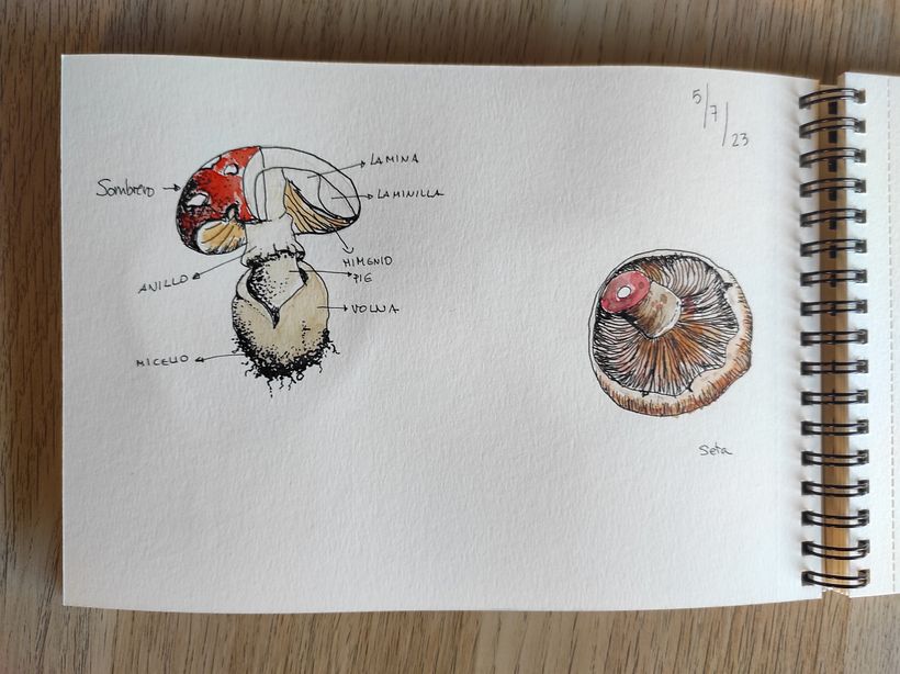 Mi proyecto del curso: Cuaderno botánico en acuarela 7