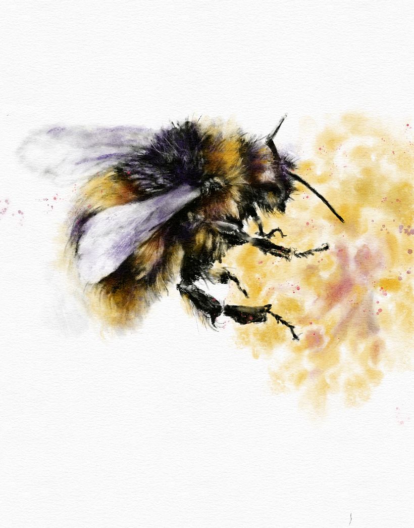 My project for course: Illustrating the Natural World with Watercolor and Charcoal 1