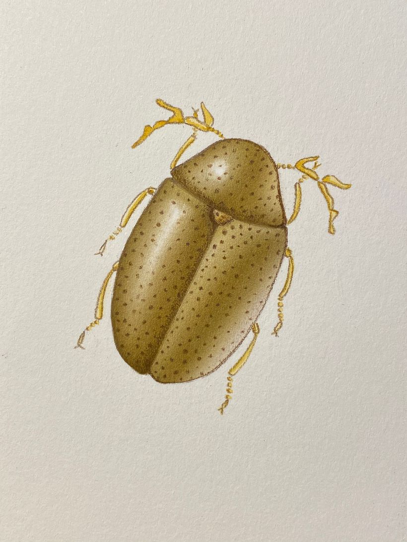 Alcune mie opere extra Domestika 5