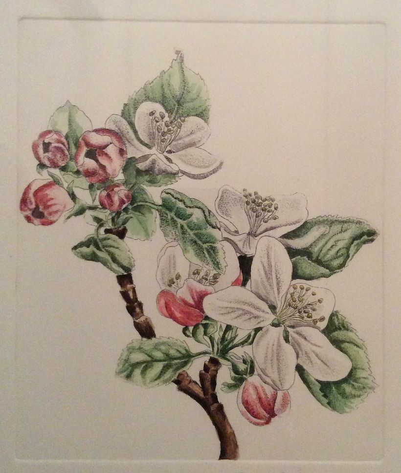 Acquaforte acquarellata 