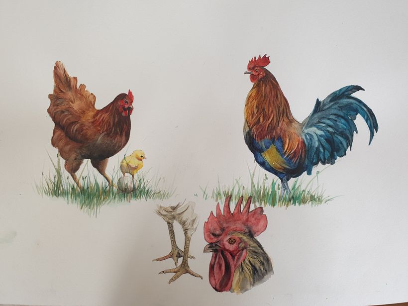 Il mio progetto del corso: Illustrazione scientifica di animali ad acquerello 4