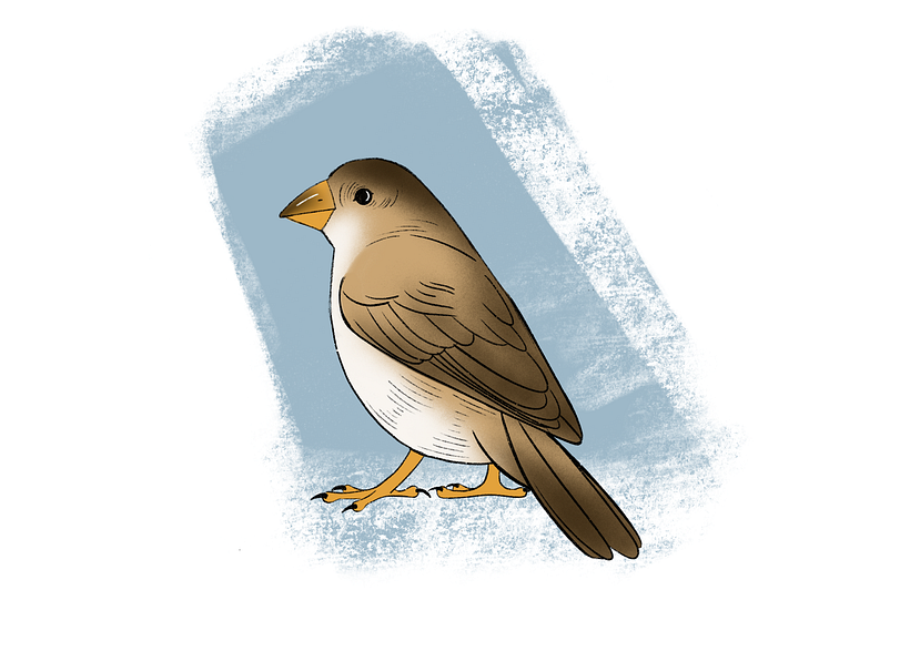 How To Draw A Bird 1
