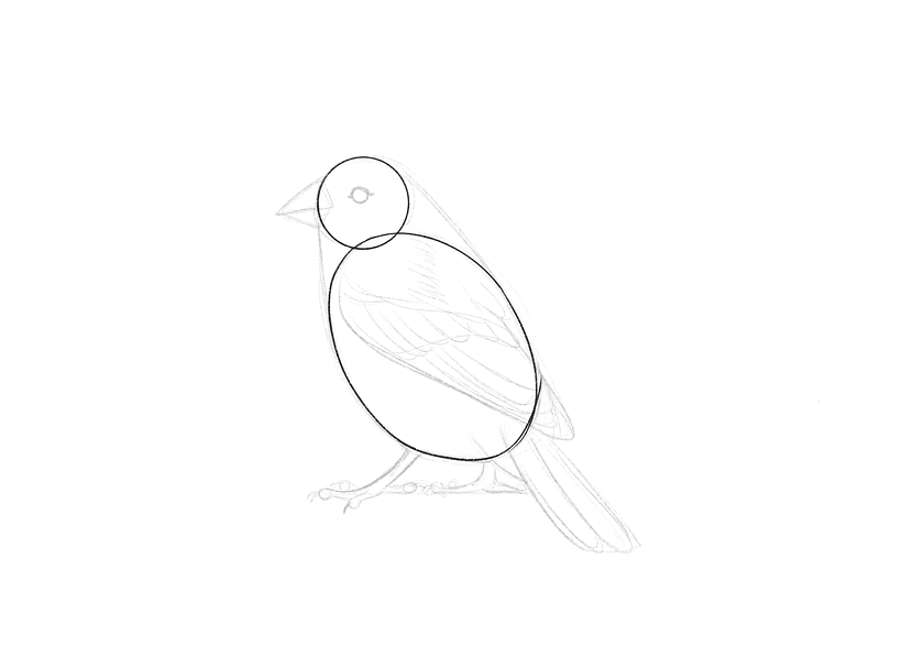 How To Draw A Bird 3