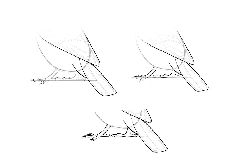 How To Draw A Bird 5
