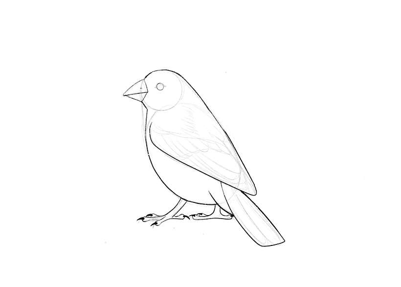 How To Draw A Bird 7
