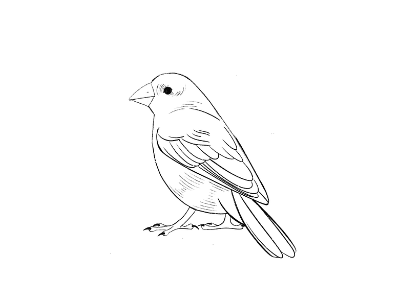 How To Draw A Bird 9