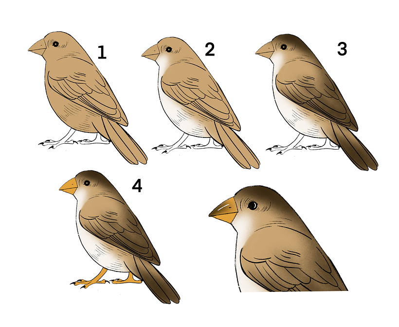 How To Draw A Bird 11