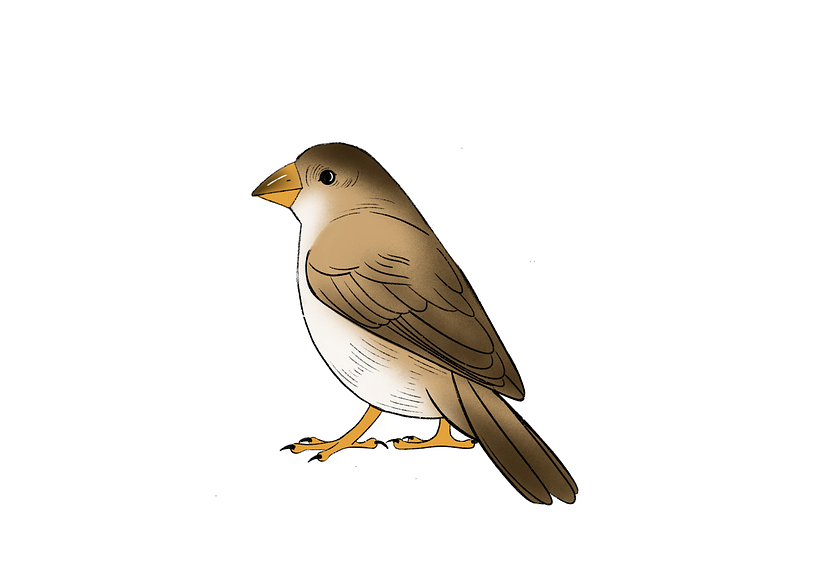 How To Draw A Bird 13