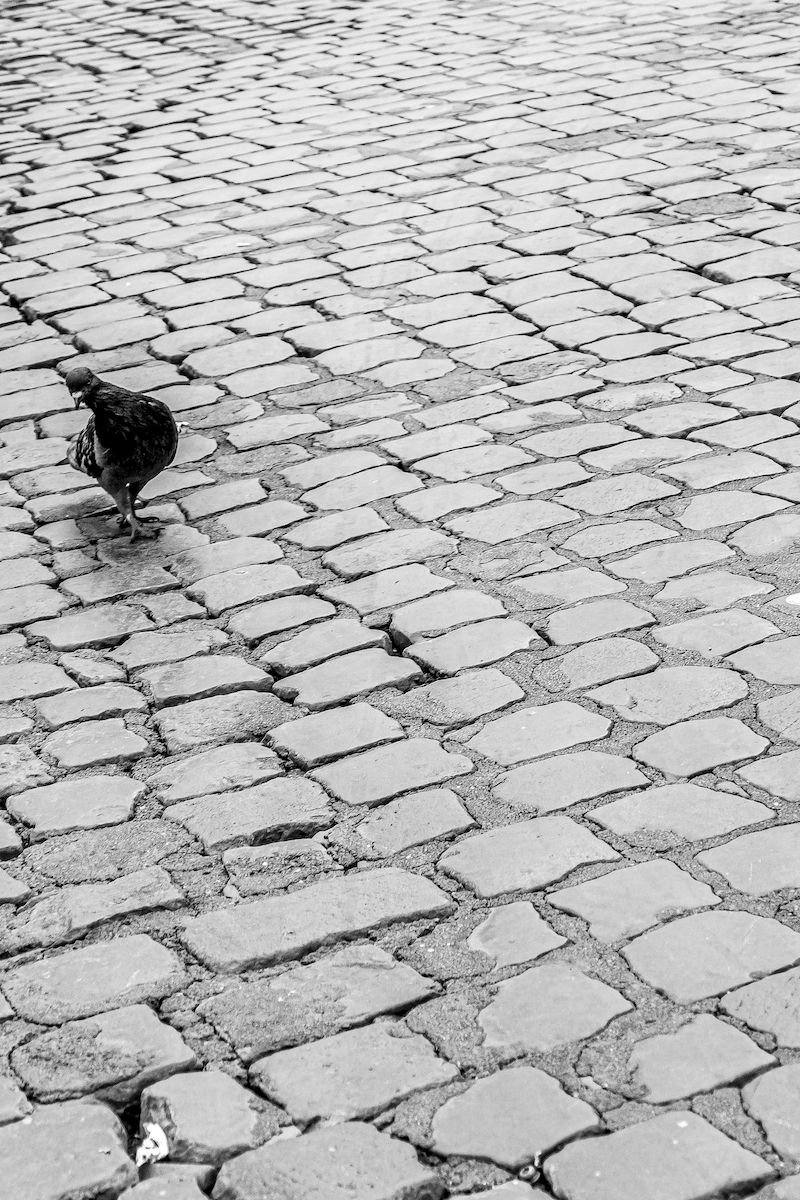 Solitary Pigeon