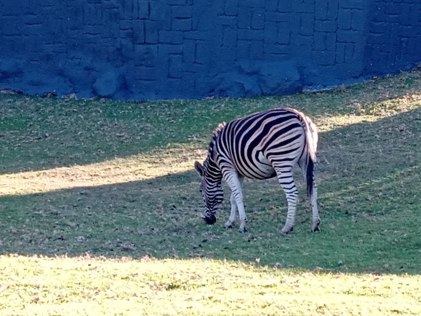 Our very own Zebbie, too beautiful as she walks around the lodge.