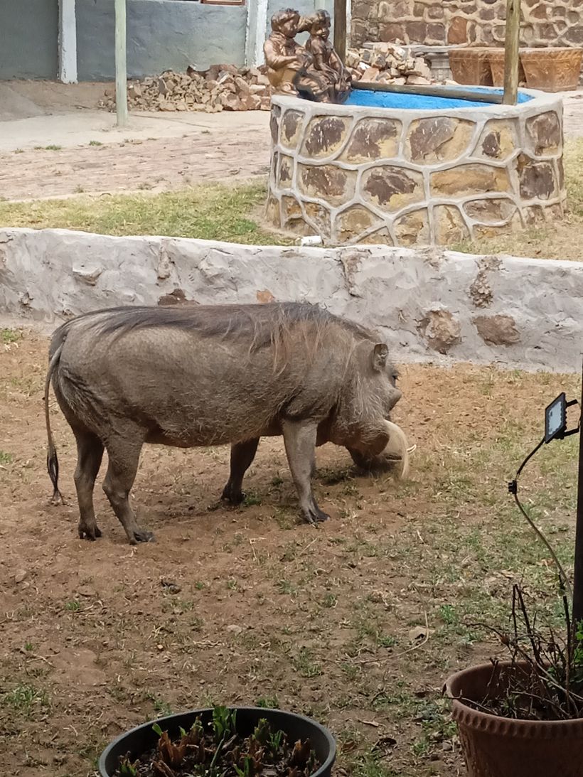 Can you feel the love today, our very own Pumba, just naughtier.
