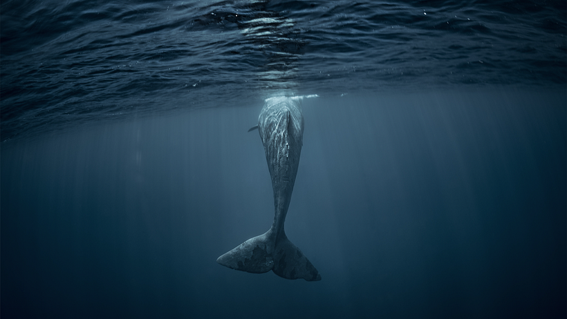 Narrativa: Punto de Vista en Primera Persona 3