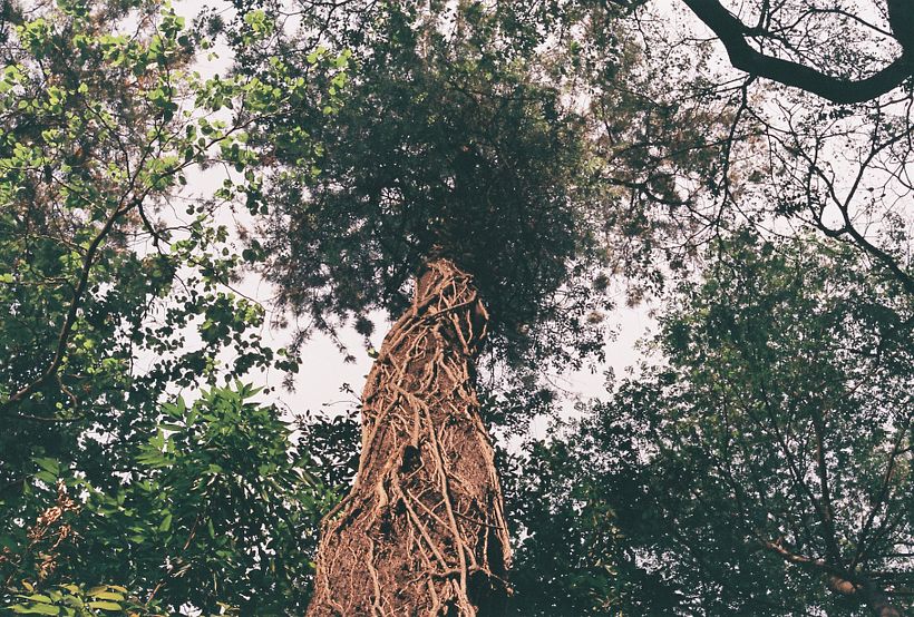 Meu projeto do curso: Introdução à fotografia analógica 11