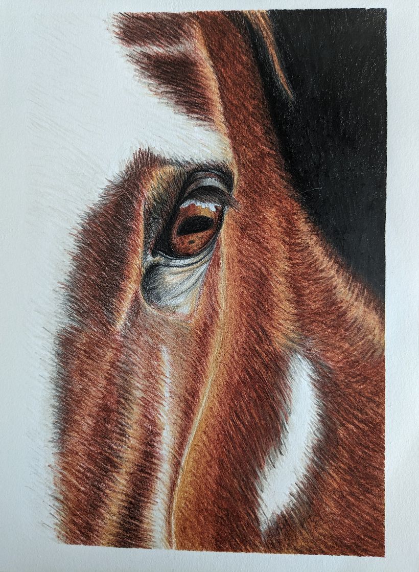 Horse pencil drawing | Domestika, image size:820x1119