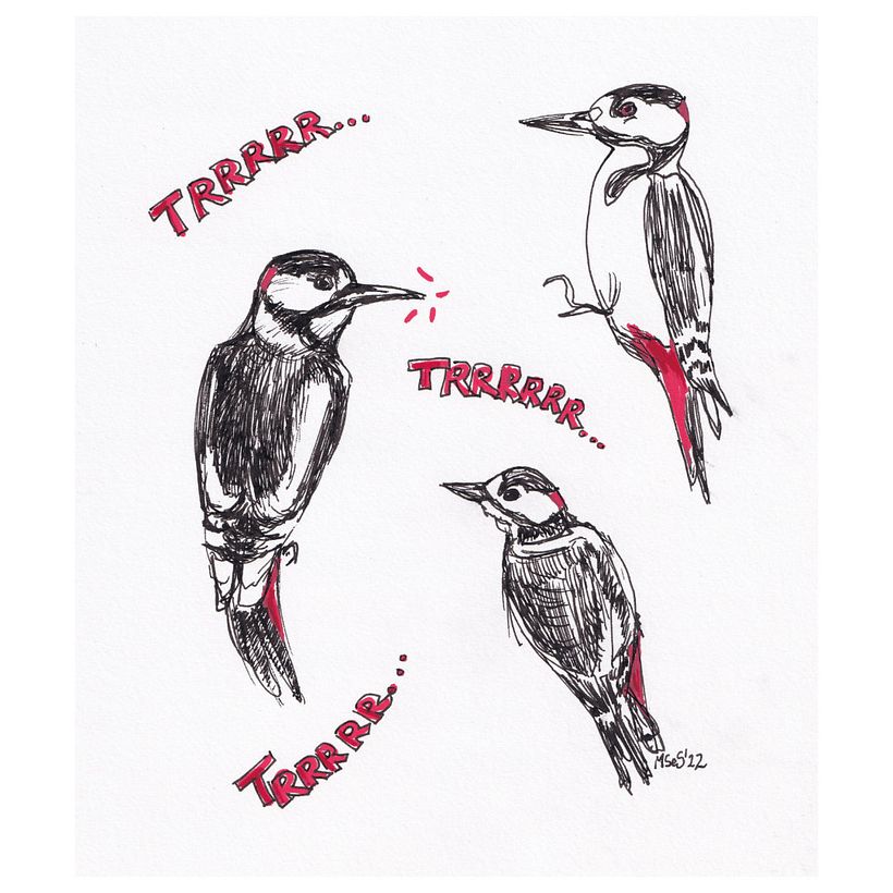 There’s many birds in the city - woodpecker