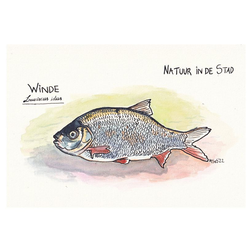 In the canals fish swim long journeys - the ide swims in the Vecht