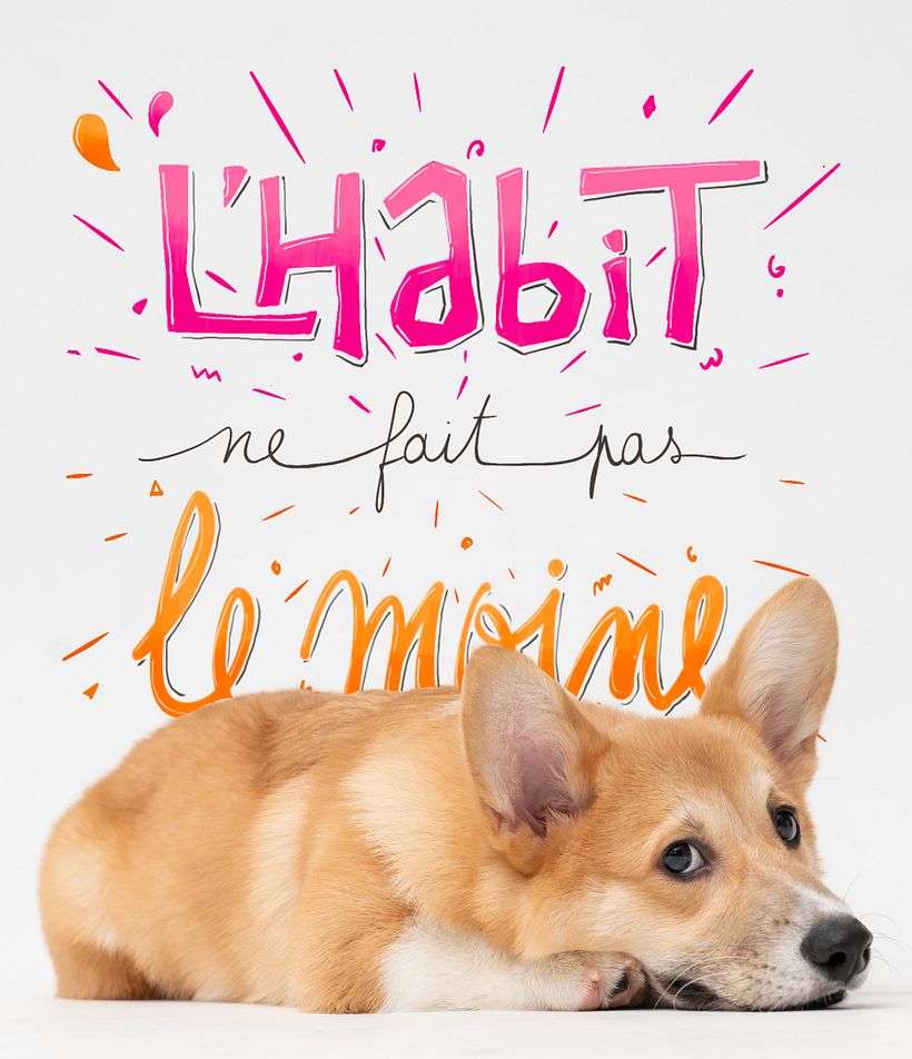 1er essai avec un corgi trop chou... mais la couleur orange ne tranche pas assez
