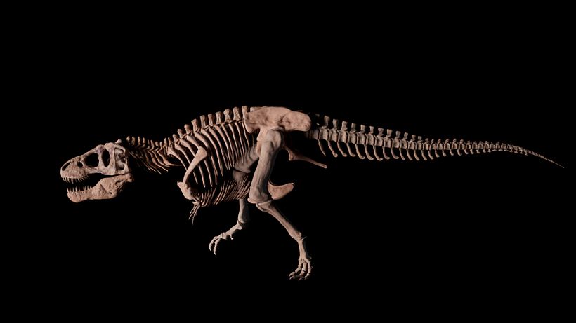 Trex modeling in ZBrush, rendering in Karma 2