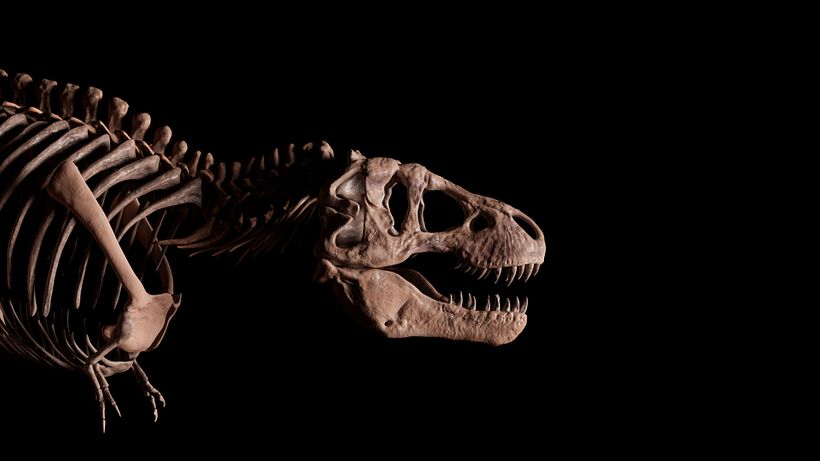 Trex modeling in ZBrush, rendering in Karma 3