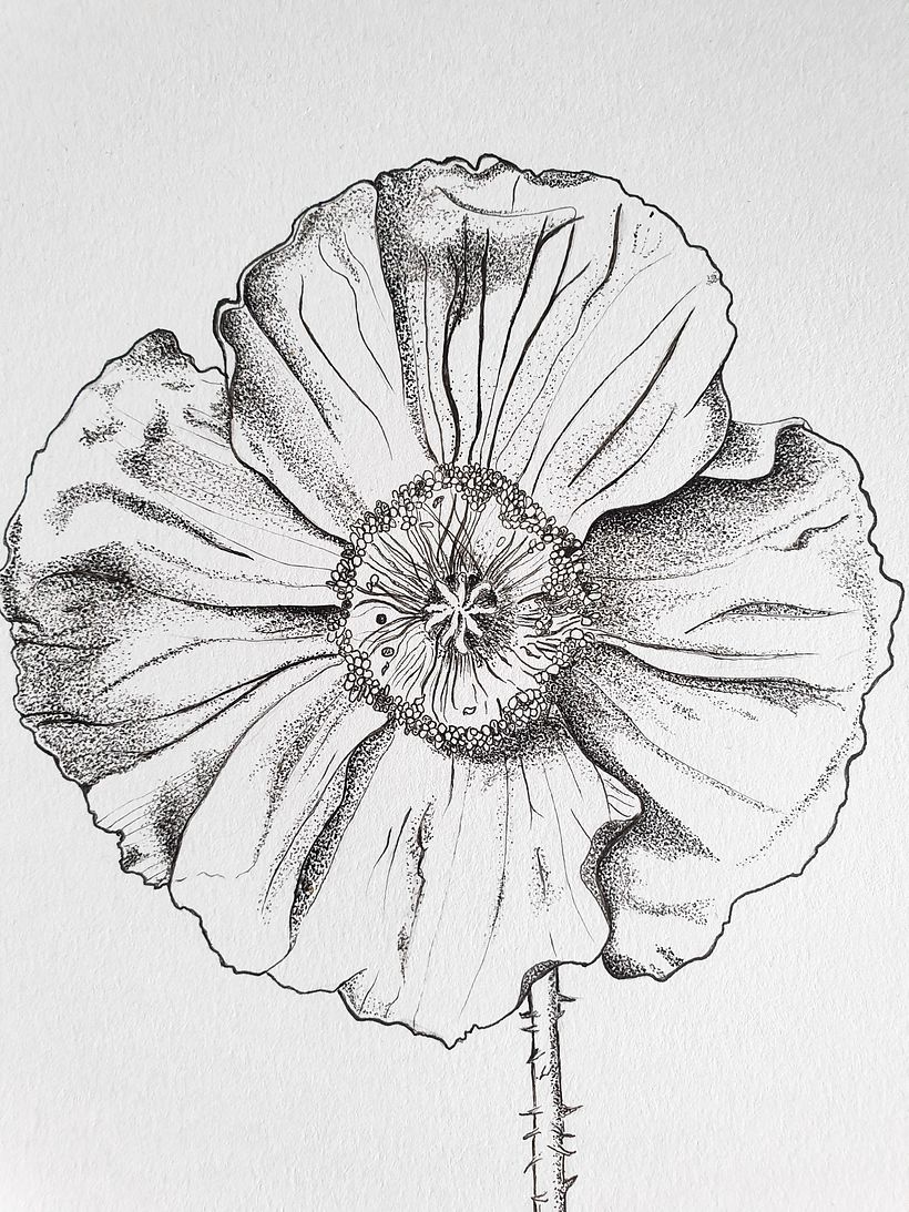 Bloom  1