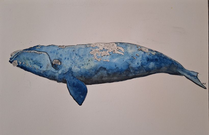 Southern right whale 