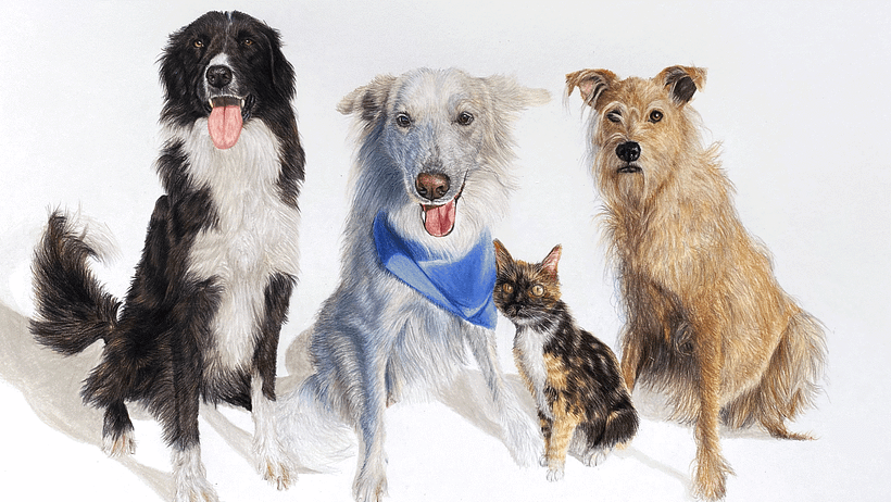 How to capture your pet's personality in a portrait 7