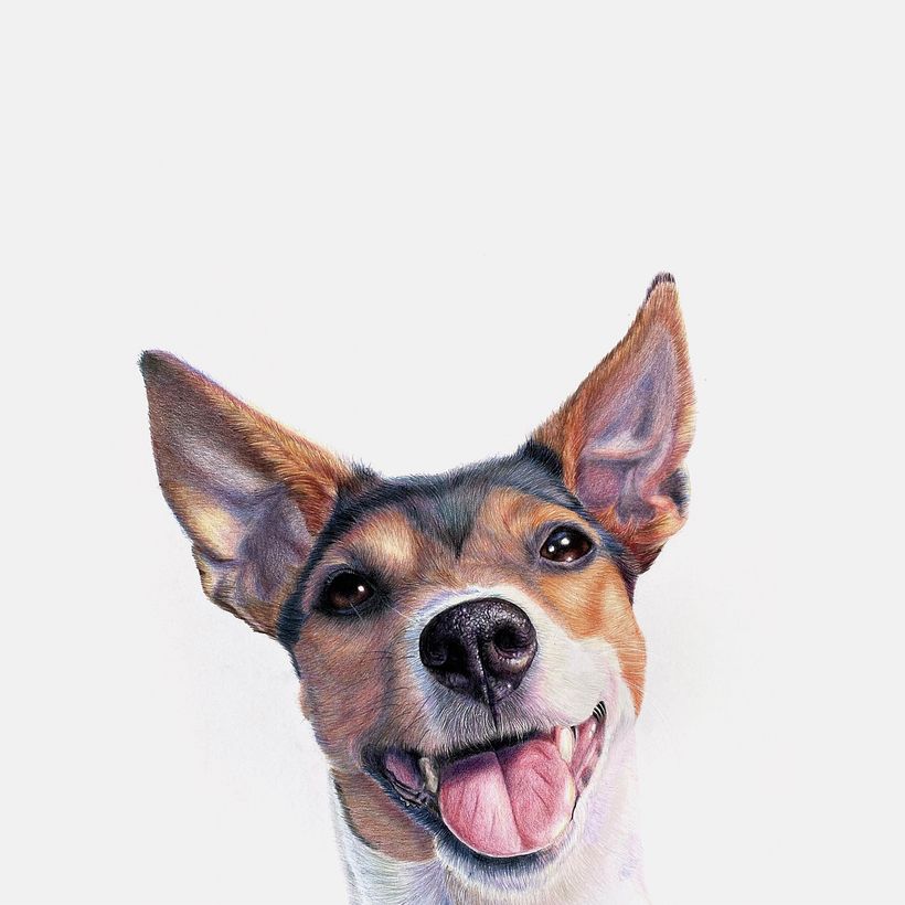 How to capture your pet's personality in a portrait 9