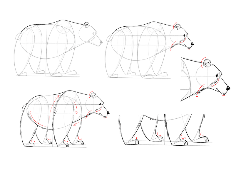 Tutorial: Cómo dibujar un oso (+ Descarga gratuita) 3