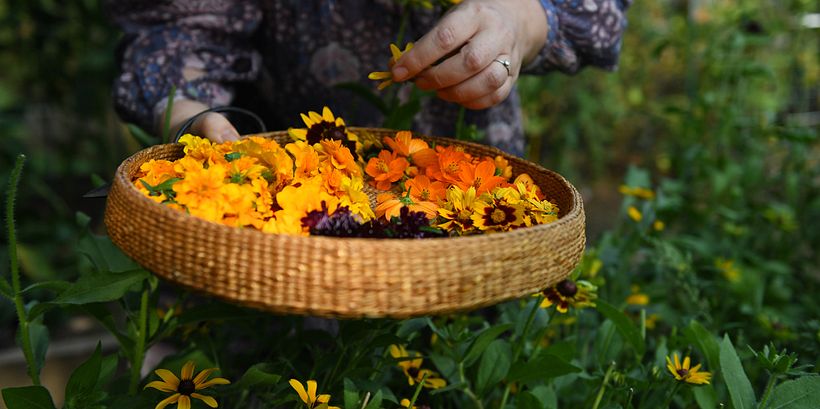 Free PDF: Plant and Color Guide 1