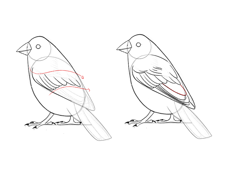 Tutorial: Cómo dibujar un pájaro (+ Descarga gratuita) 9