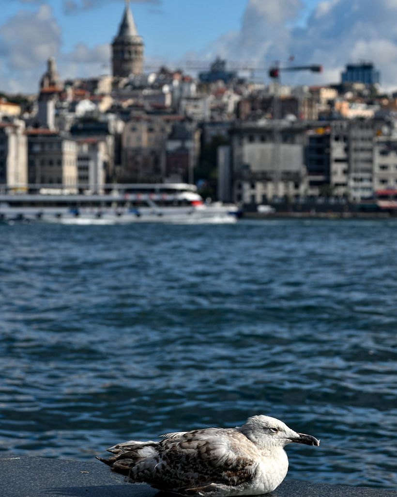 Seagull. Istanbull variety.