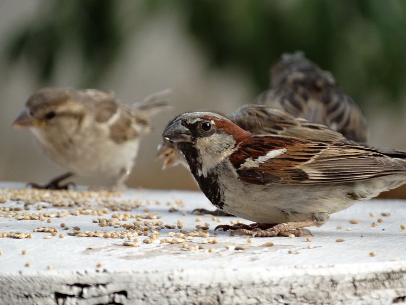 Gorriones 5