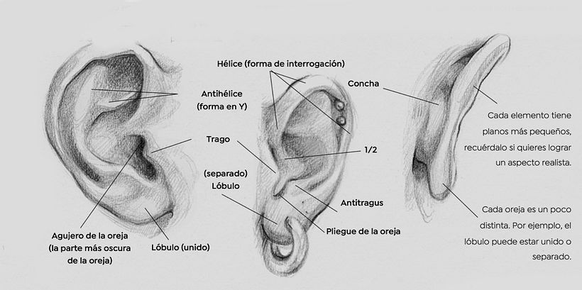 Descarga gratis: guía sobre cómo dibujar orejas 5