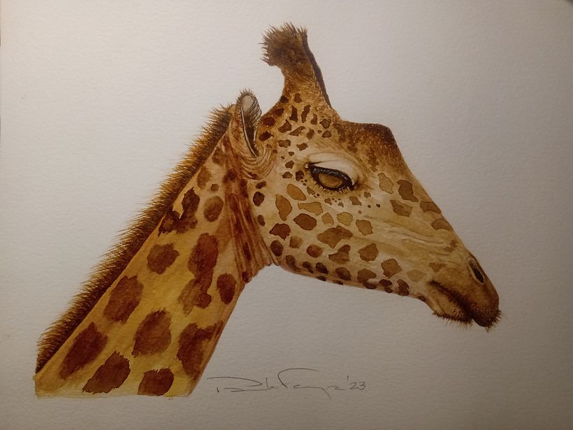 Mi proyecto del curso: Ilustración realista en acuarela de la vida salvaje 2