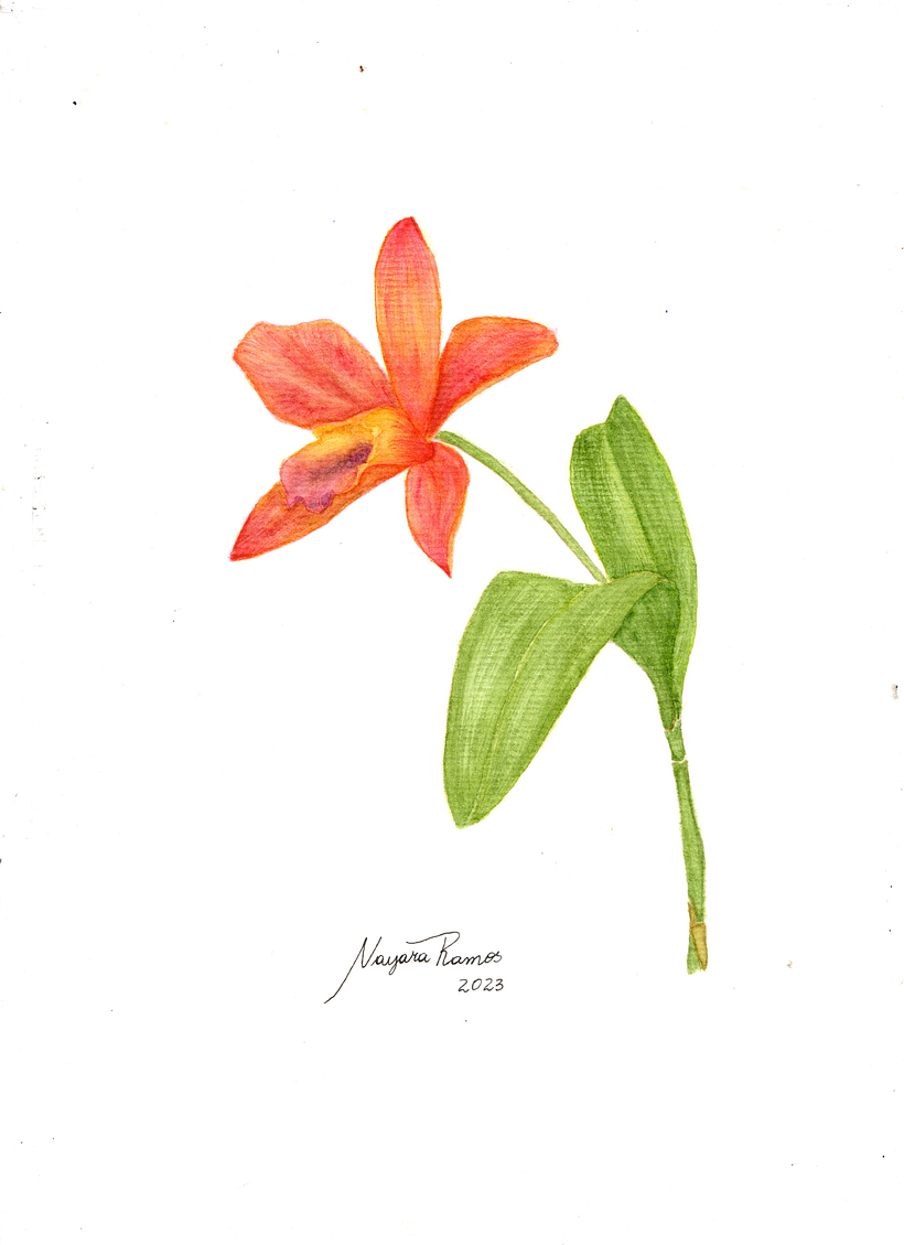 Meu projeto do curso: Aquarela botânica: ilustre a anatomia das flores |  Domestika, image size:820x1129