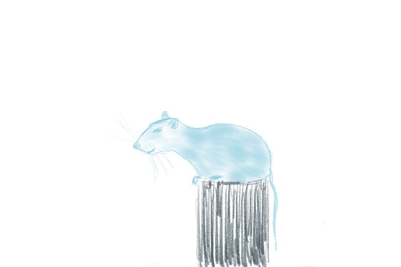 curious rat