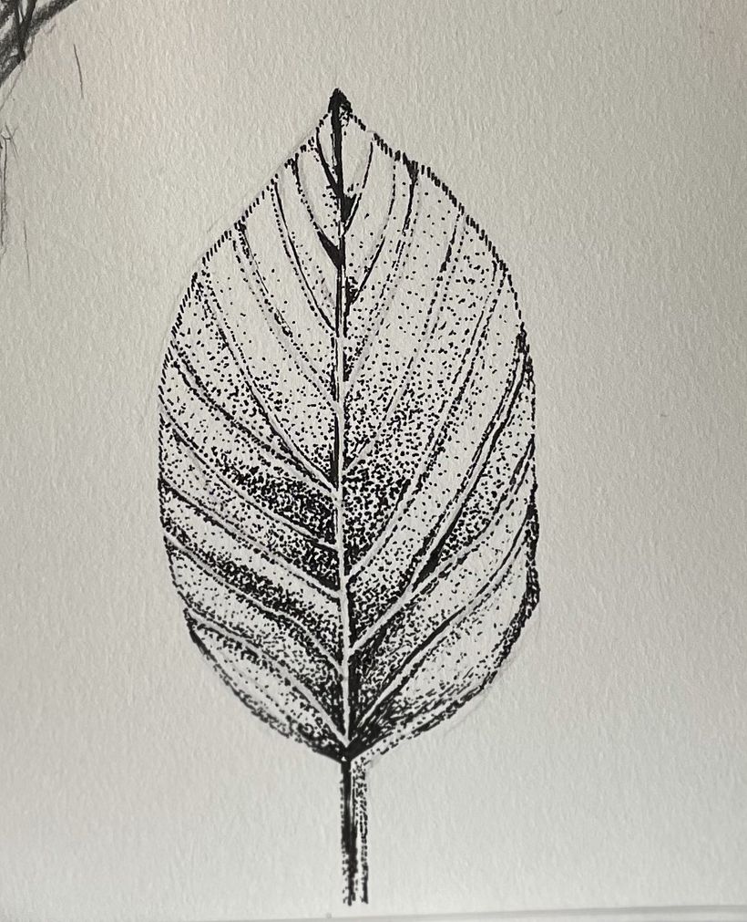 My project for course: Contemporary Botanical Illustration with Ink 2