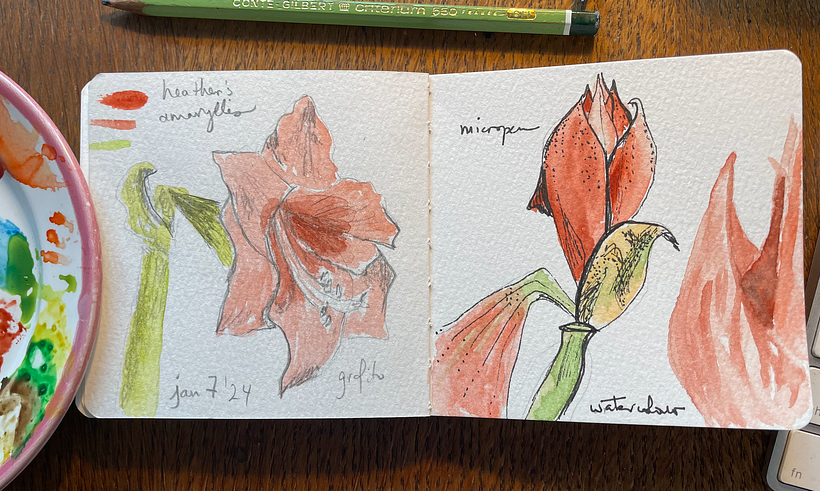 New year Amaryllis, 3 ways