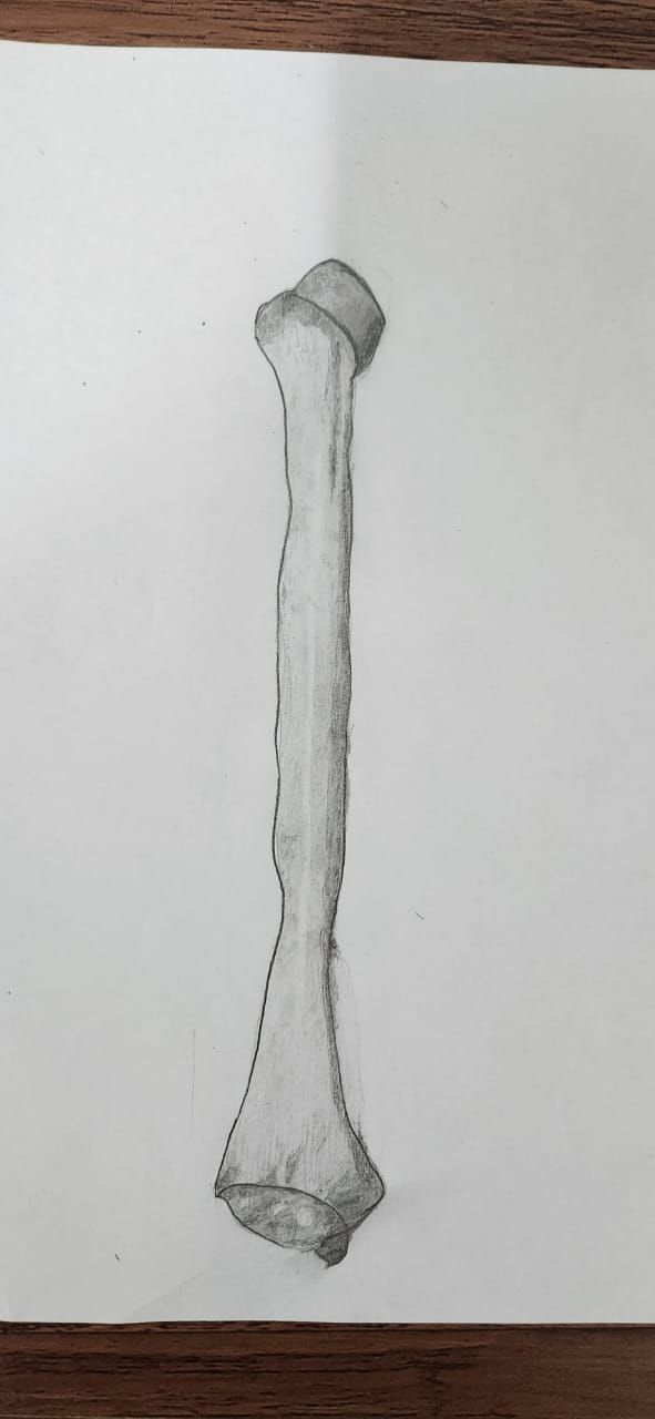 Meu projeto do curso: Desenho anatômico com lápis grafite para iniciantes 1