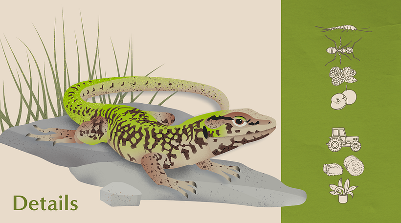 Common Wall Lizard Infographic - Diseño gráfico