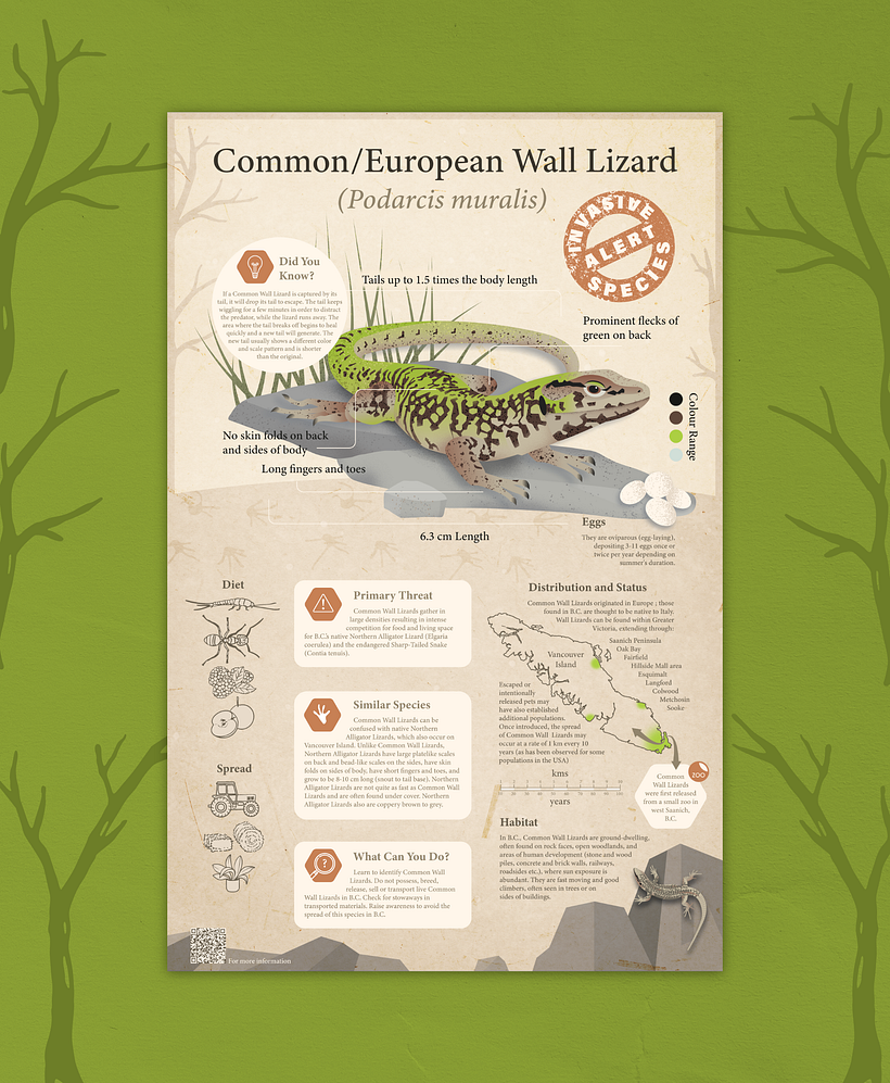 Common Wall Lizard Infographic - Diseño gráfico
